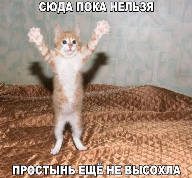 Порция картинок