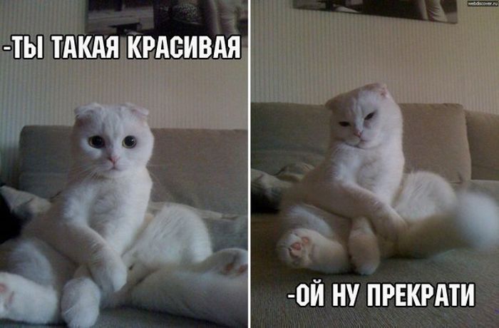 Порция картинок