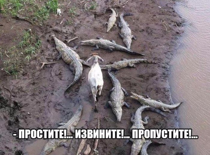 Порция картинок