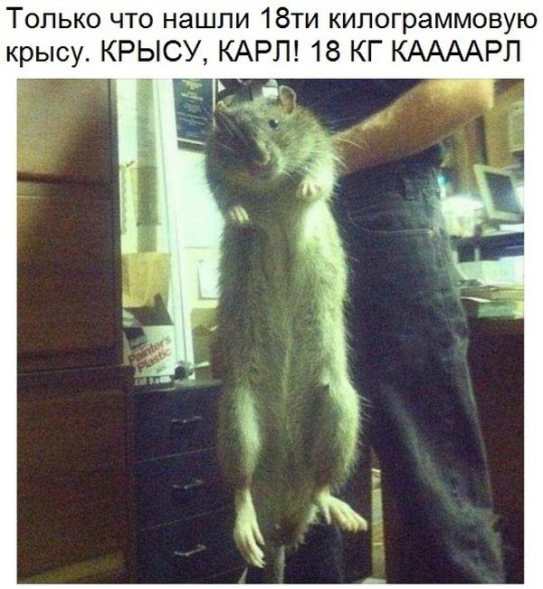 Порция картинок