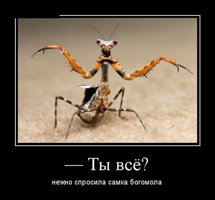 Демотиваторы