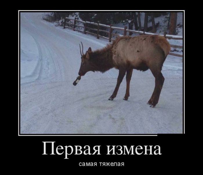 Демотиваторы