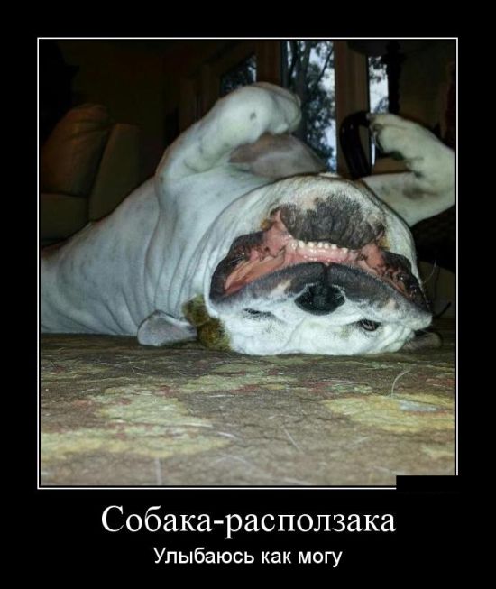 Демотиваторы