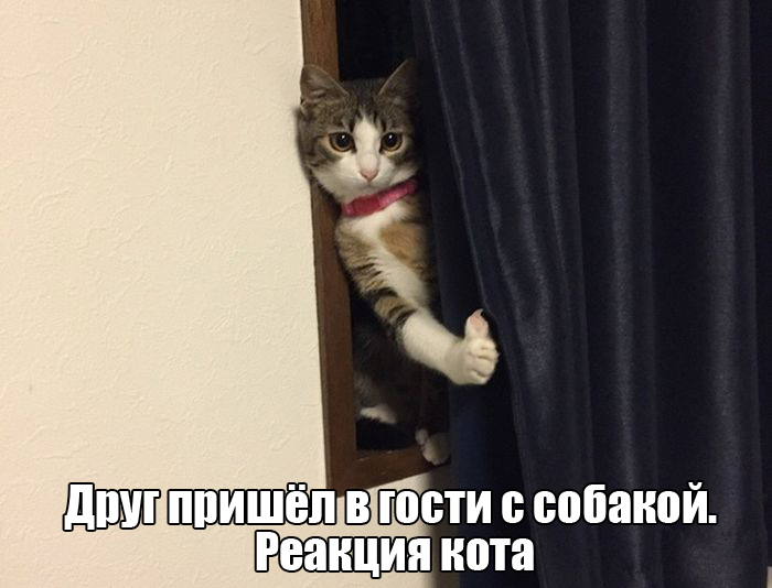 Порция картинок