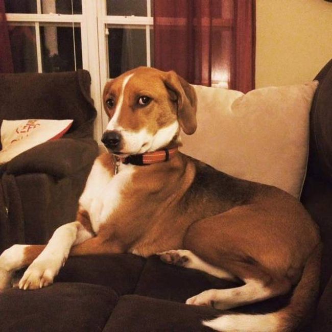 Порция картинок