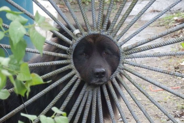 Порция картинок