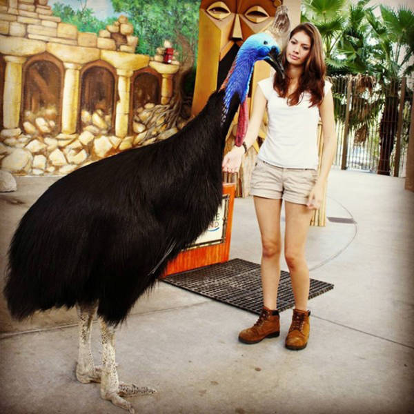 Порция картинок