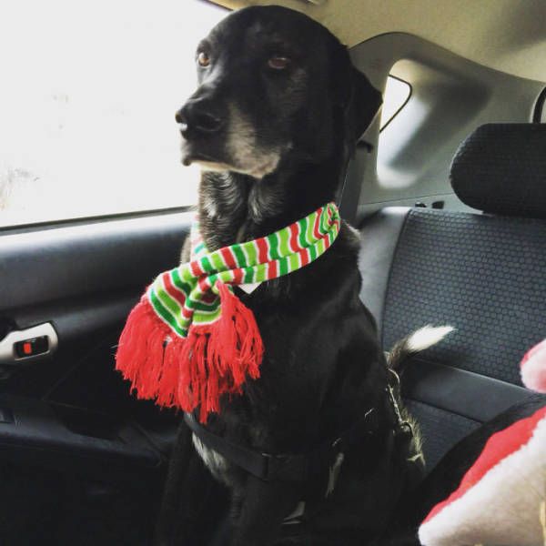 Порция картинок