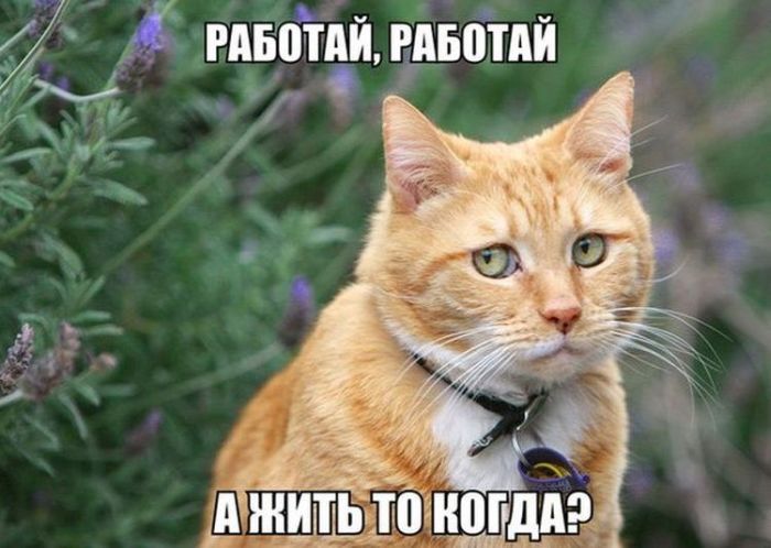 Порция картинок