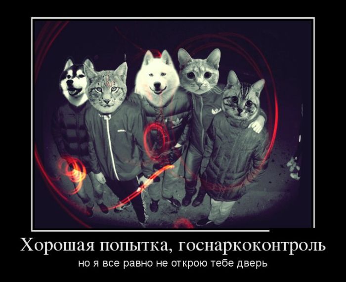 Демотиваторы