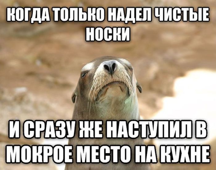 Порция картинок