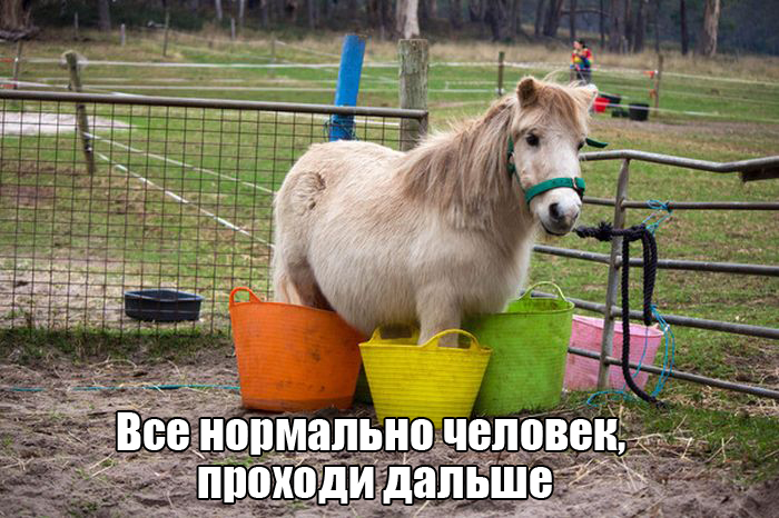 Порция картинок