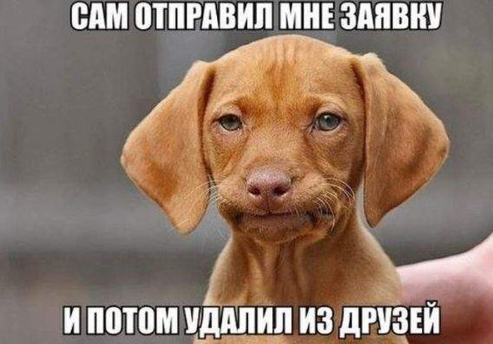 Порция картинок