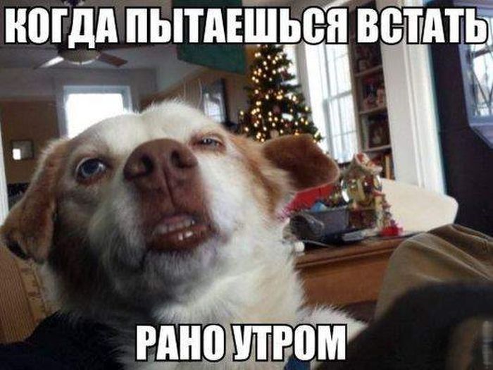 Порция картинок