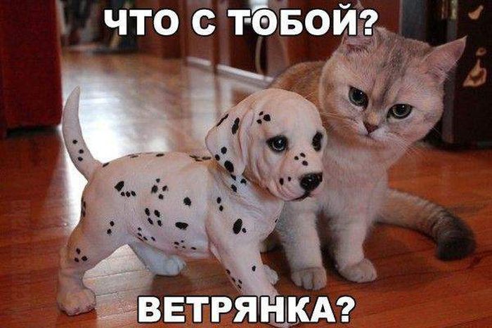 Порция картинок