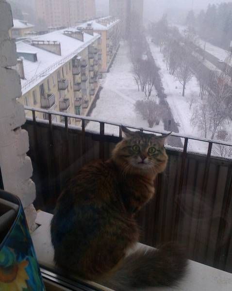 Порция картинок