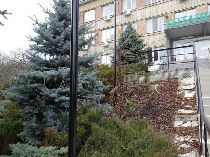 Лучший способ защиты елок от вандалов