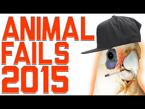 Funniest Animal Fails Compilation 2015