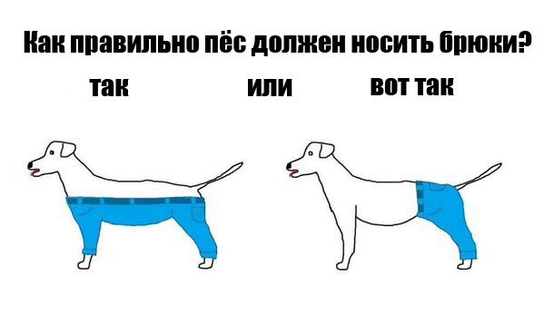 Вопрос про штаны для собаки