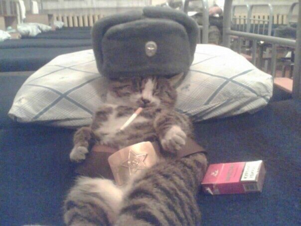 Забавные картинки