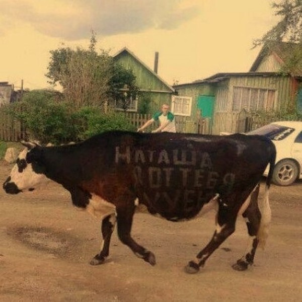 Забавные картинки