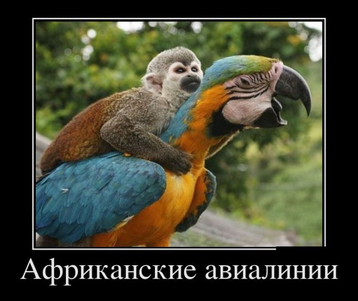 Демотиваторы
