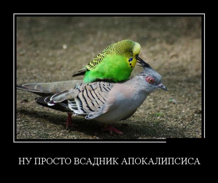 Демотиваторы