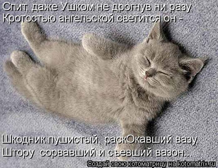 Лучшие котоматрицы недели