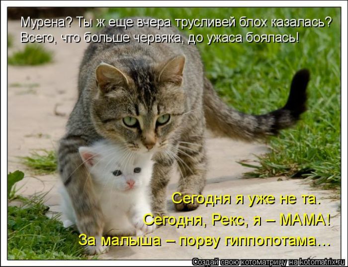 Лучшие котоматрицы недели