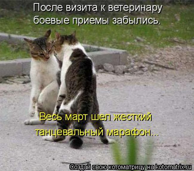 Лучшие котоматрицы недели