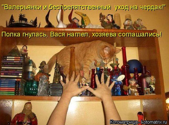Лучшие котоматрицы недели
