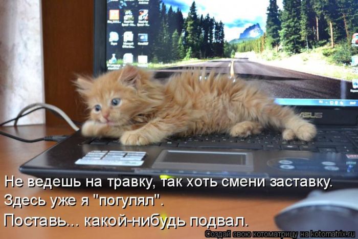 Лучшие котоматрицы недели