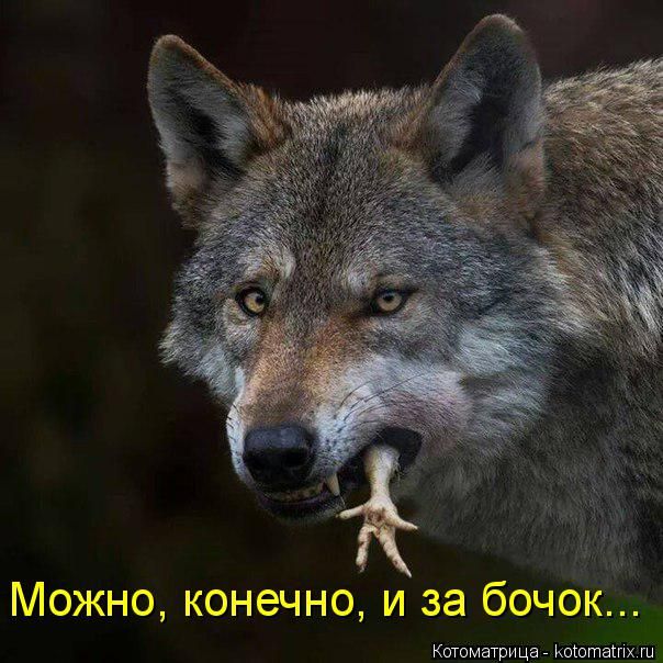 Лучшие котоматрицы недели