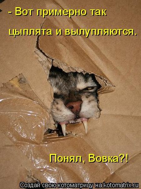 Лучшие котоматрицы недели