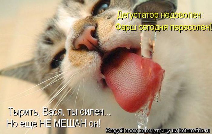 Лучшие котоматрицы недели