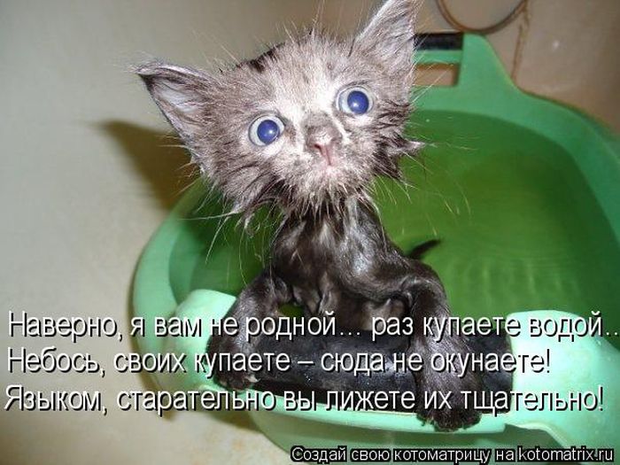 Лучшие котоматрицы недели