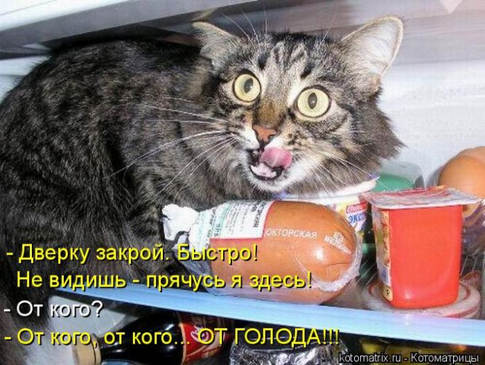 Лучшие котоматрицы недели