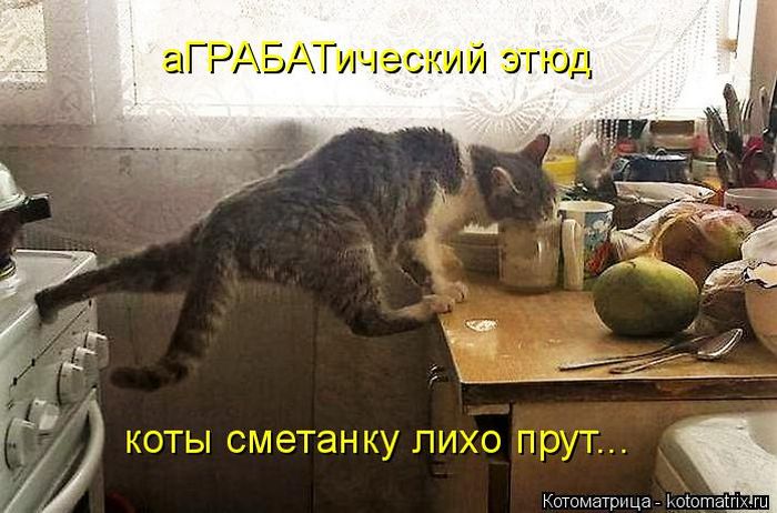 Лучшие котоматрицы недели