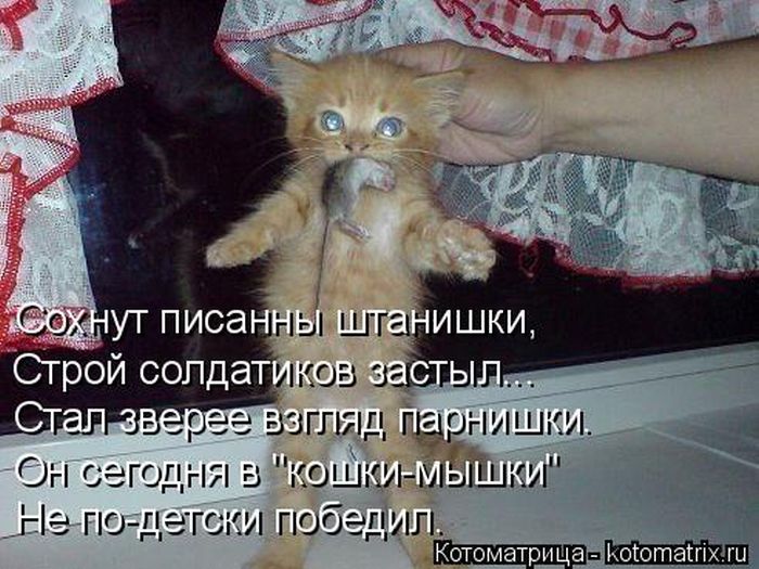 Лучшие котоматрицы недели