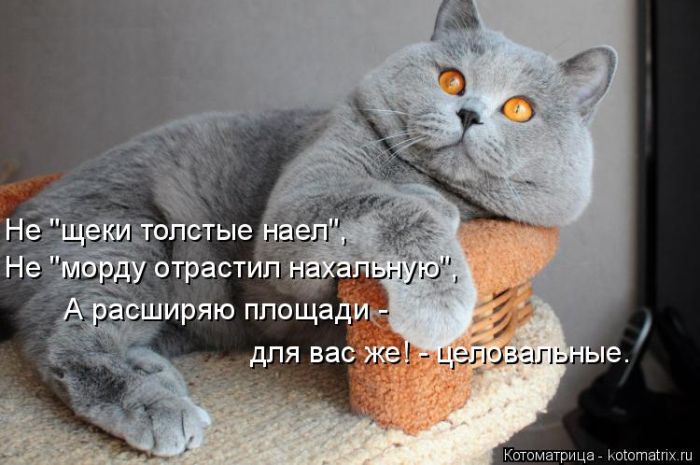 Лучшие котоматрицы недели