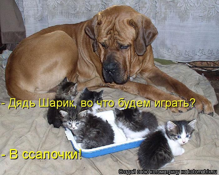 Лучшие котоматрицы недели