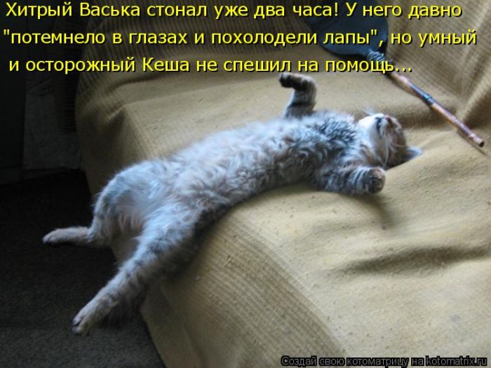 Лучшие котоматрицы недели