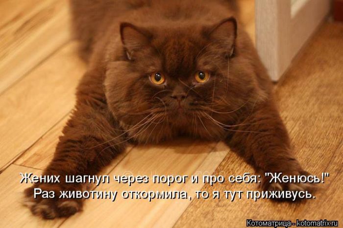 Лучшие котоматрицы недели