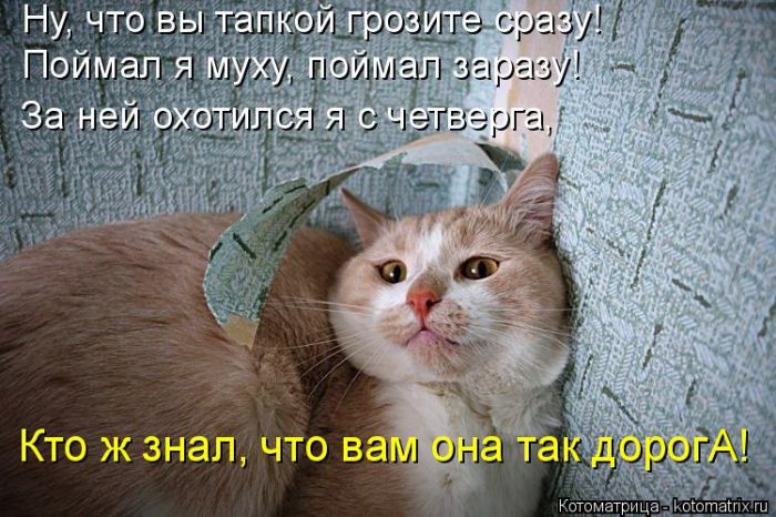 Лучшие котоматрицы недели