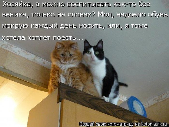 Лучшие котоматрицы недели