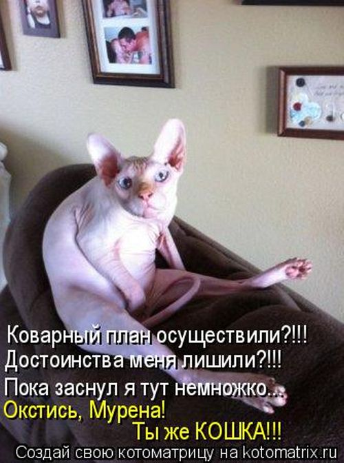 Лучшие котоматрицы недели