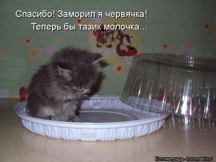 Лучшие котоматрицы недели