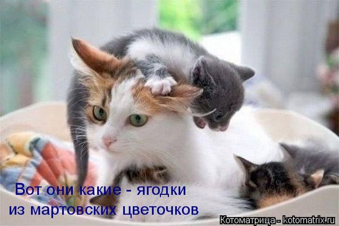 Лучшие котоматрицы недели