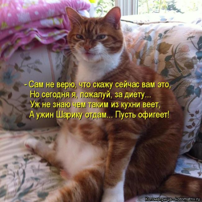 Лучшие котоматрицы недели