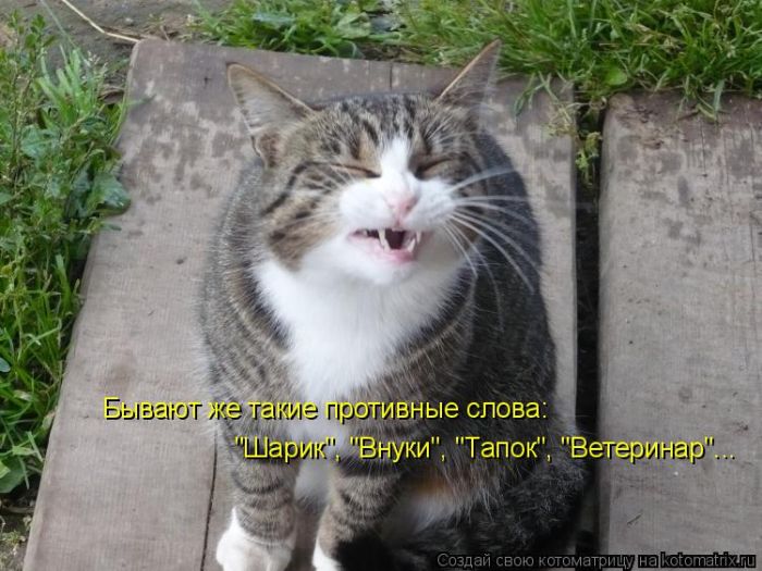 Лучшие котоматрицы недели
